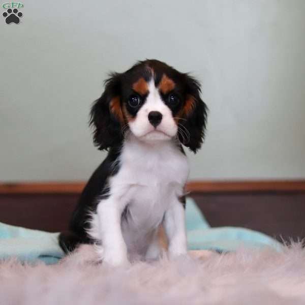 Watson, Cavalier King Charles Spaniel Puppy